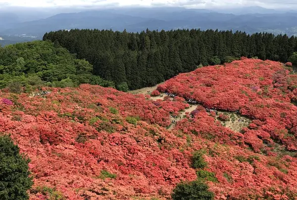 大和葛城山自然ツツジ園の写真・動画_image_575712