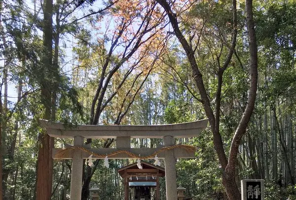 靜火神社の写真・動画_image_578346
