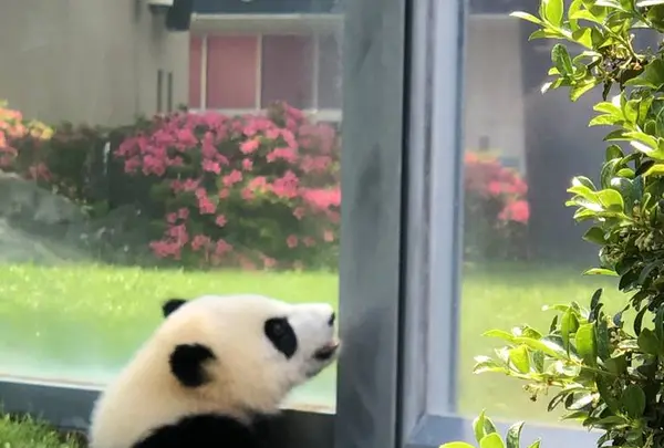 アドベンチャーワールドの写真・動画_image_578749