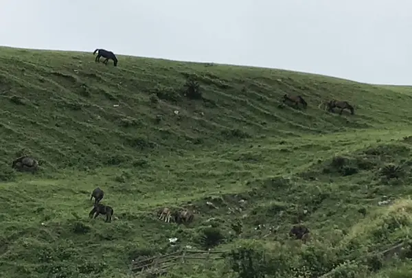 都井岬の写真・動画_image_579138