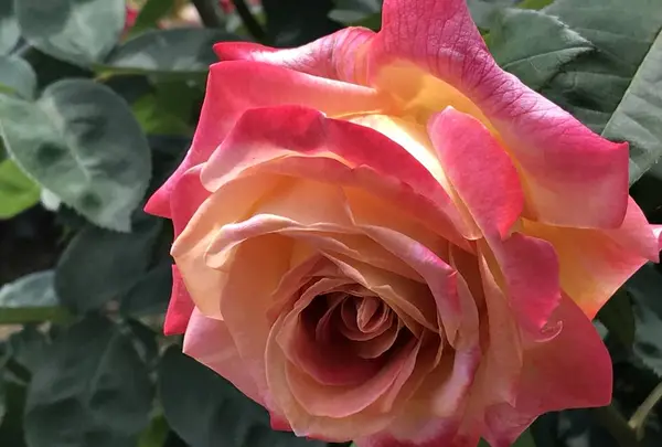 RSKバラ園の写真・動画_image_583933