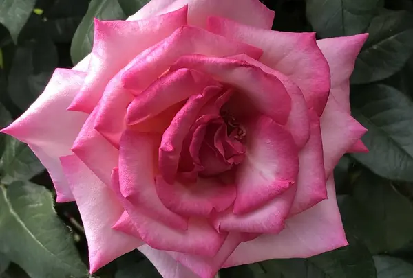 RSKバラ園の写真・動画_image_583934