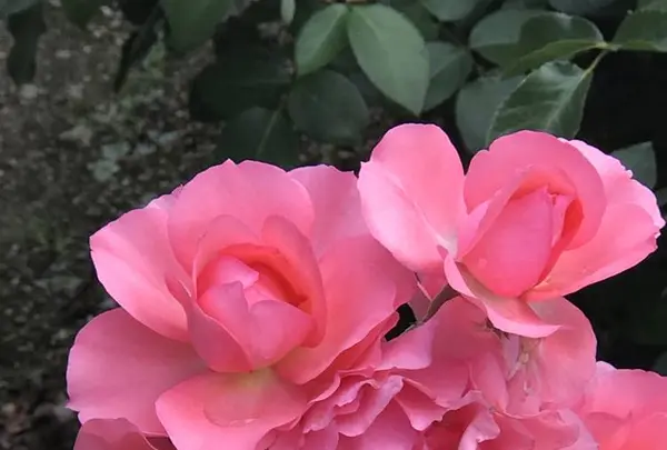 RSKバラ園の写真・動画_image_583935