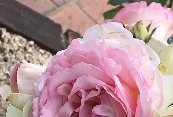 RSKバラ園の写真・動画_image_583936