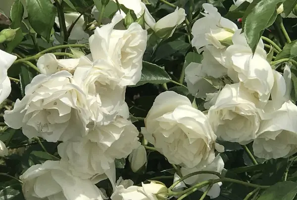 RSKバラ園の写真・動画_image_583937