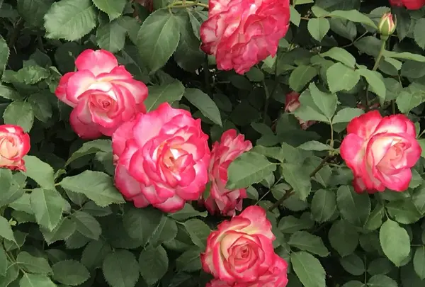 RSKバラ園の写真・動画_image_583938