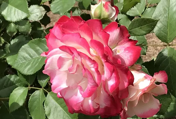 RSKバラ園の写真・動画_image_583939