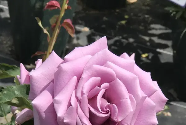 RSKバラ園の写真・動画_image_583941