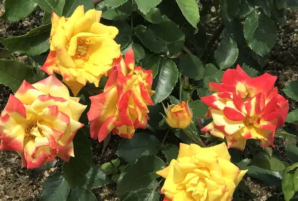 RSKバラ園の写真・動画_image_583943