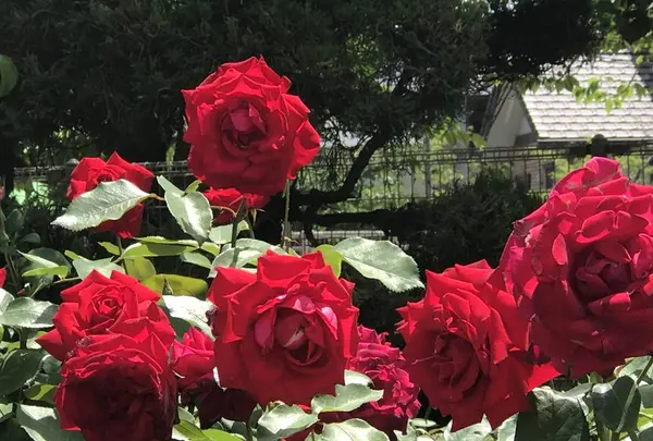 RSKバラ園の写真・動画_image_583944