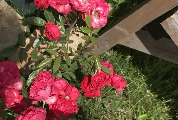 RSKバラ園の写真・動画_image_583947