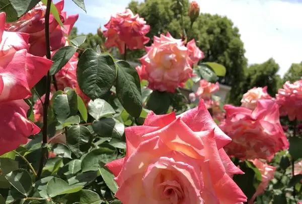 RSKバラ園の写真・動画_image_583948