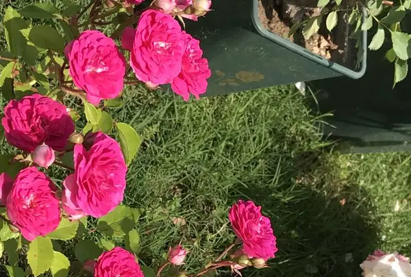 RSKバラ園の写真・動画_image_583949