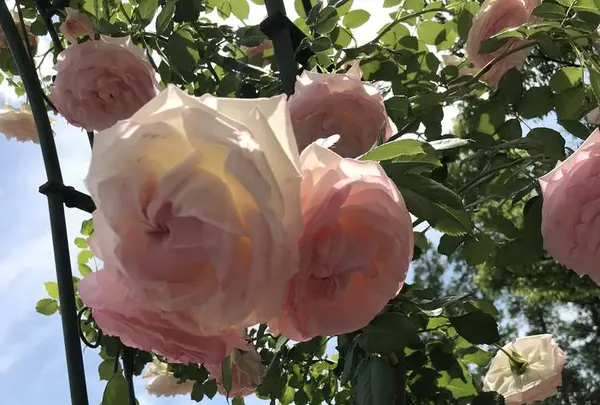 RSKバラ園の写真・動画_image_583950