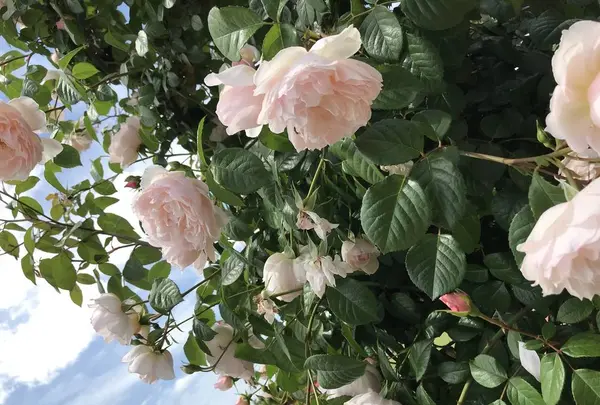 RSKバラ園の写真・動画_image_583951