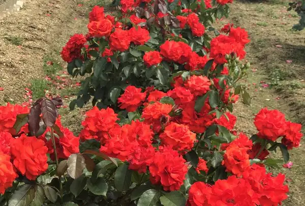 RSKバラ園の写真・動画_image_583952