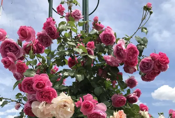 RSKバラ園の写真・動画_image_583954