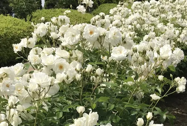 RSKバラ園の写真・動画_image_583955