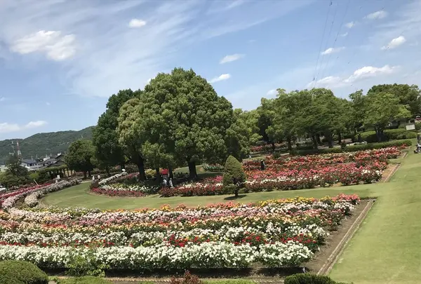 RSKバラ園の写真・動画_image_583958