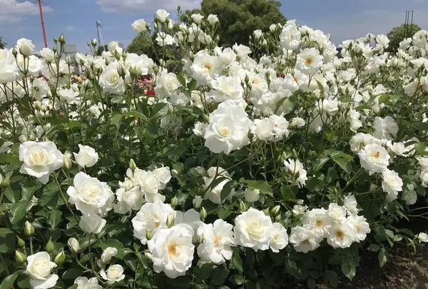 RSKバラ園の写真・動画_image_583959