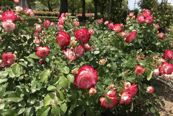 RSKバラ園の写真・動画_image_583960