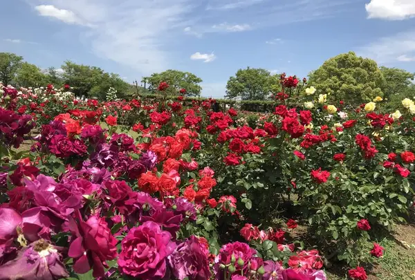 RSKバラ園の写真・動画_image_583961