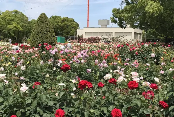 RSKバラ園の写真・動画_image_583962