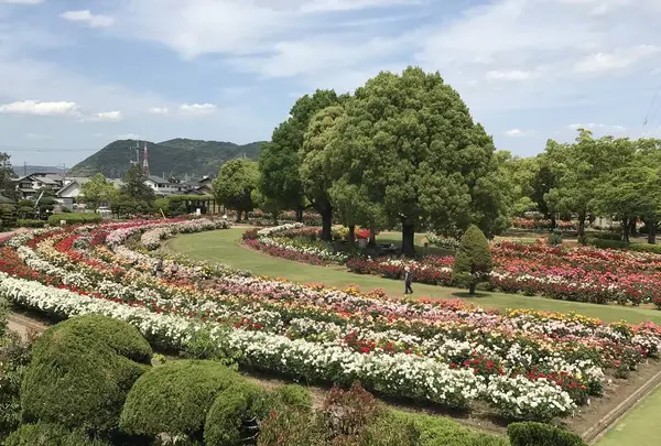 RSKバラ園の写真・動画_image_583963