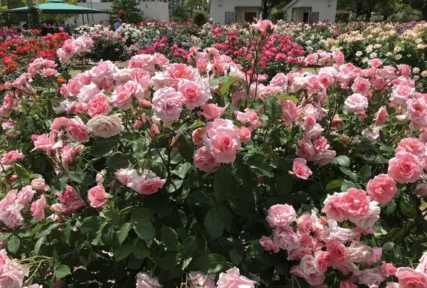 RSKバラ園の写真・動画_image_583964