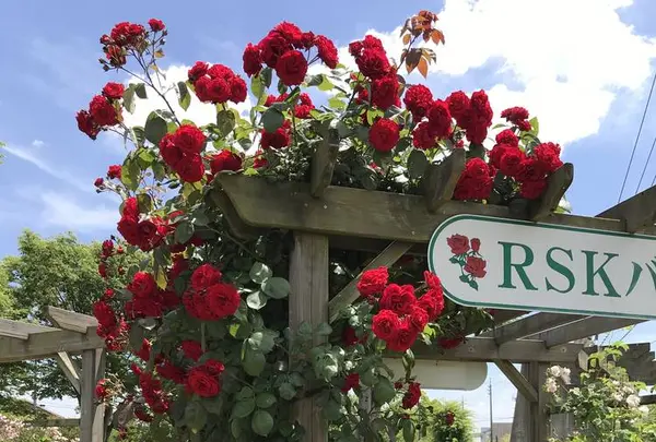 RSKバラ園の写真・動画_image_583965