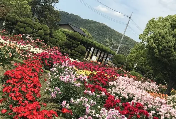 RSKバラ園の写真・動画_image_583966