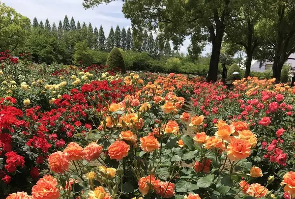 RSKバラ園の写真・動画_image_583967