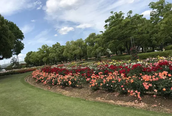 RSKバラ園の写真・動画_image_583968