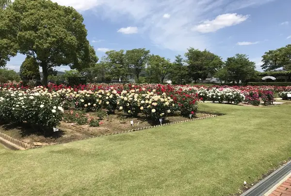 RSKバラ園の写真・動画_image_583969