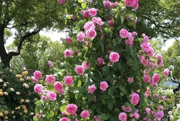 RSKバラ園の写真・動画_image_583970