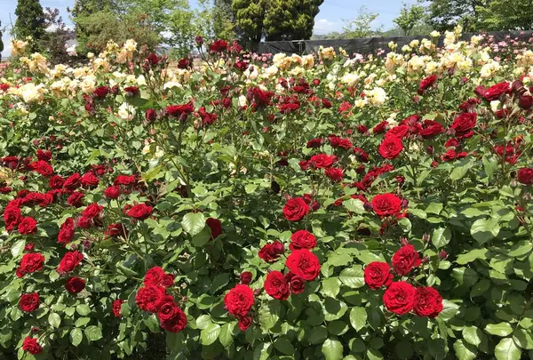 RSKバラ園の写真・動画_image_583971