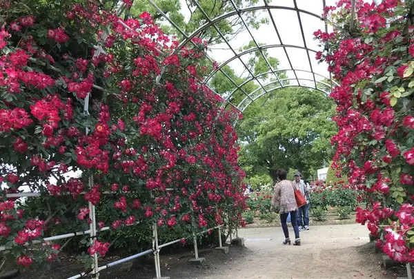 RSKバラ園の写真・動画_image_583972