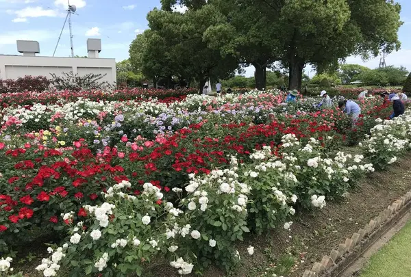 RSKバラ園の写真・動画_image_583973