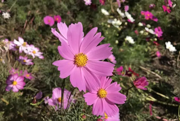 木曽三川公園の写真・動画_image_585191