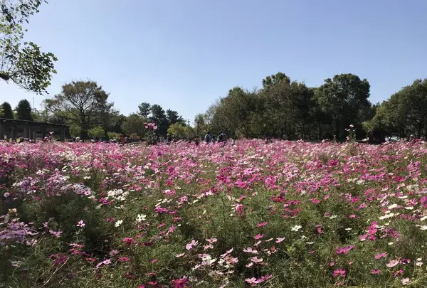 木曽三川公園の写真・動画_image_585193