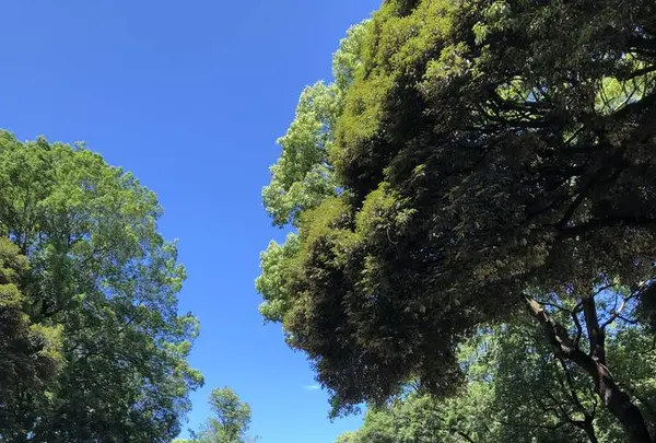 明治神宮の写真・動画_image_586031