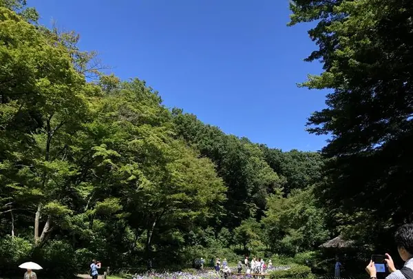 明治神宮の写真・動画_image_586032