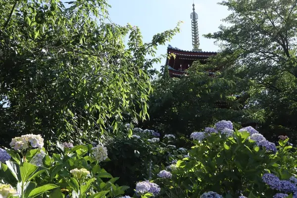 本土寺（あじさい寺）の写真・動画_image_586400