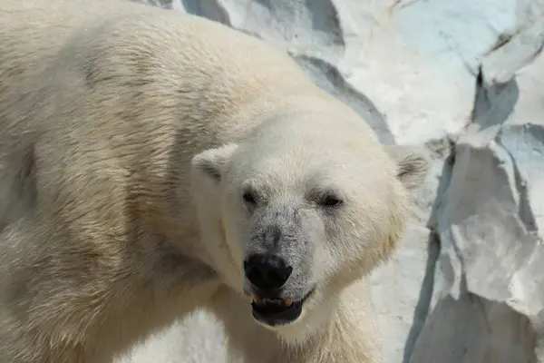 上野動物園の写真・動画_image_586404