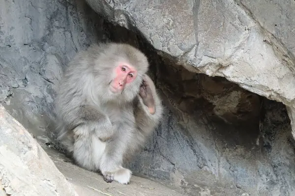上野動物園の写真・動画_image_586405