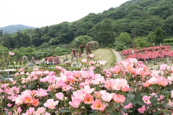 茨城県フラワーパークの写真・動画_image_586439