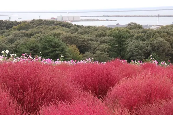 国営ひたち海浜公園の写真・動画_image_586445