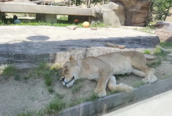 東武動物公園の写真・動画_image_586762