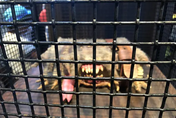 ユニバーサル・スタジオ・ジャパン／Universal Studios Japan／USJの写真・動画_image_588083