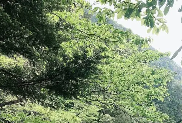 寸又峡の写真・動画_image_588822